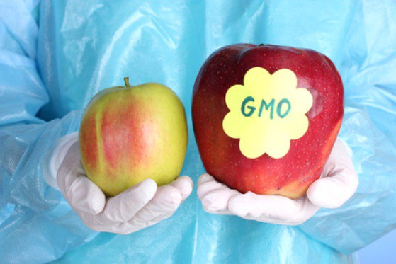 A scientist holds a genetically modified apple